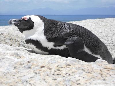 مارینر گوست هوس