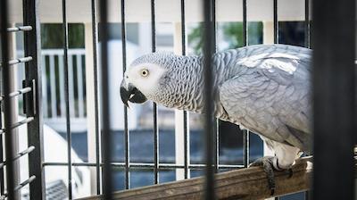 ویلتون مانر