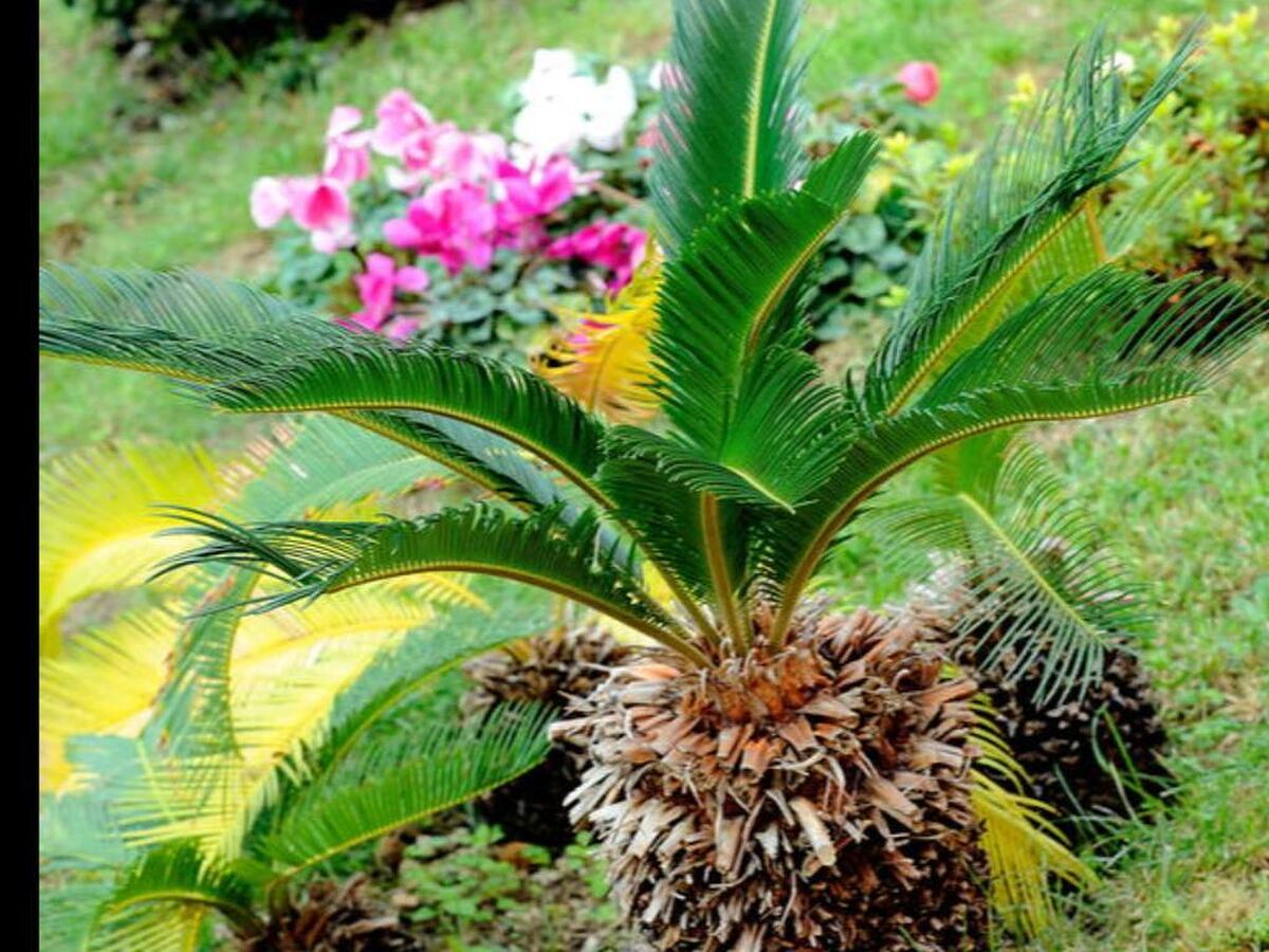 دموز اکوانا