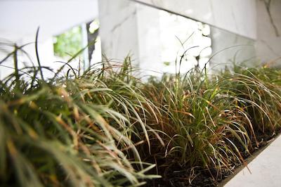 دریم استودیز