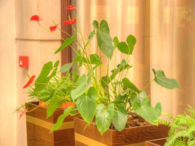 ل پاتیو بوتیک هتل