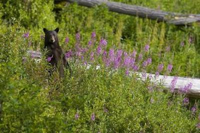 د وستین ریزرت اند اسپا