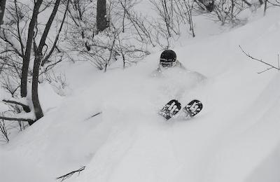 تولیپ این رسا خوتر