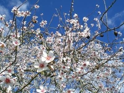 رینگهتل جیفلز گولدنر انکر