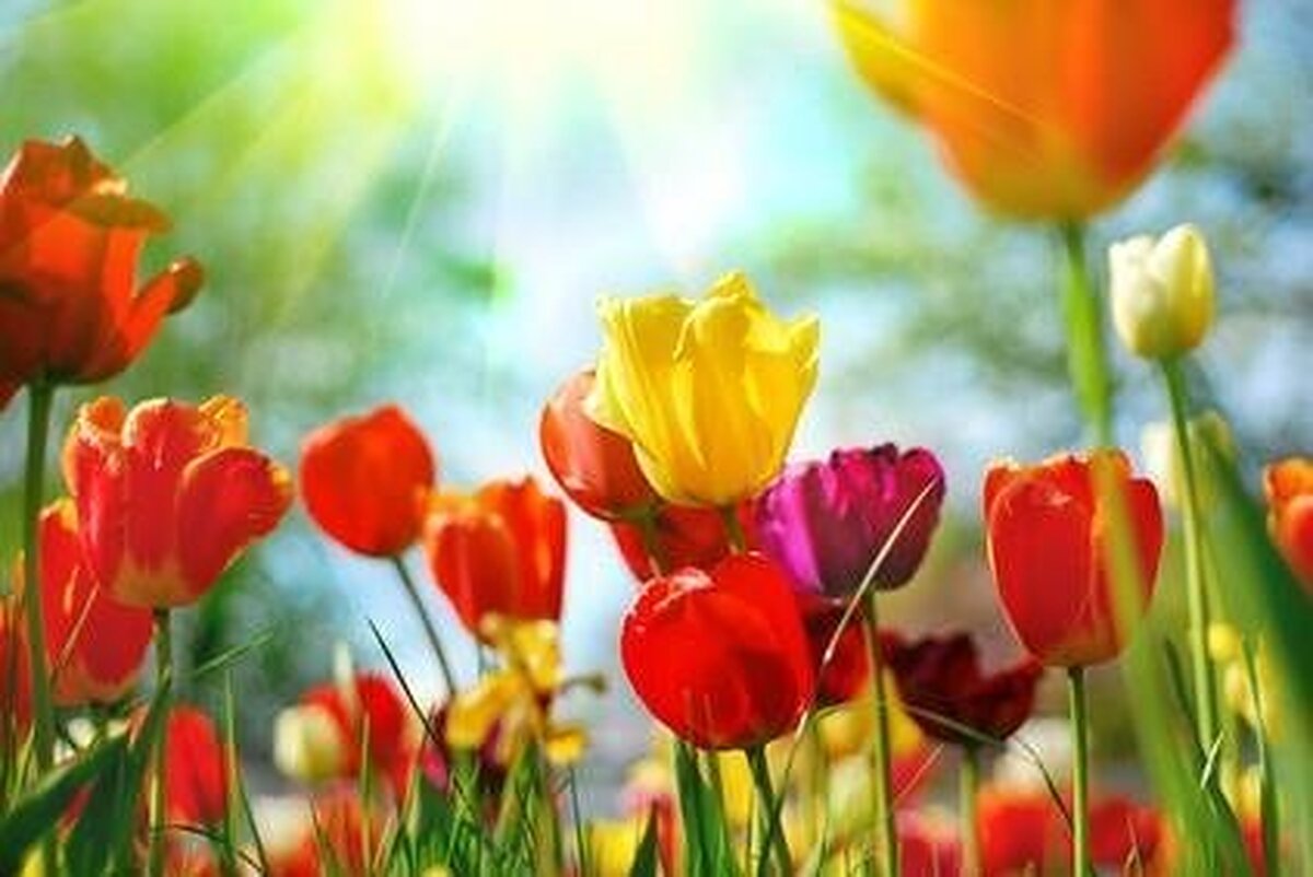 رینگهتل جیفلز گولدنر انکر