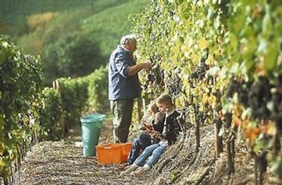 رینگهتل جیفلز گولدنر انکر