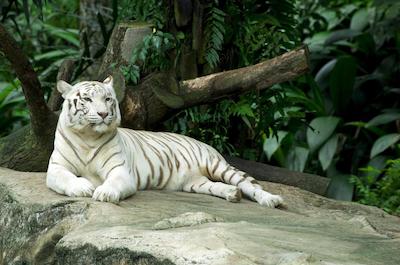 بلو اسیا لز فیسز