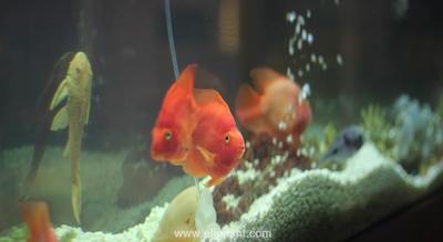 آردن پارک هتل