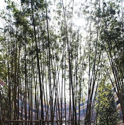 تولو ات هنگشان ای لاکچری کالکشن هتل شانگهای