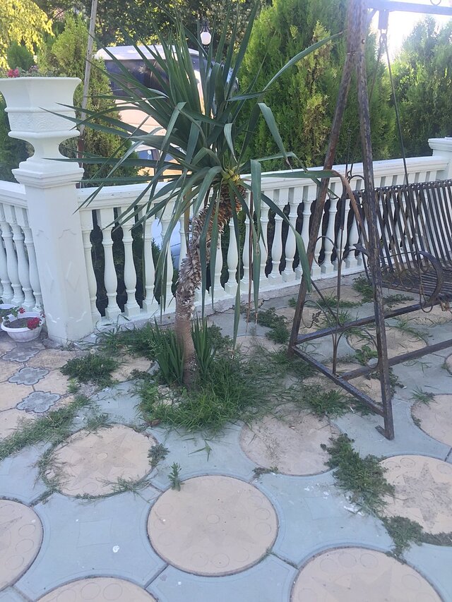 دانا پالاس پارک