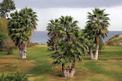 ویلا داماتو