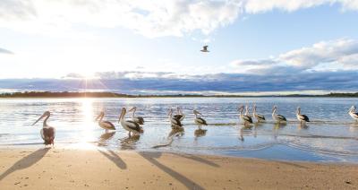 ال پاسُ متر این پرت ماککواری