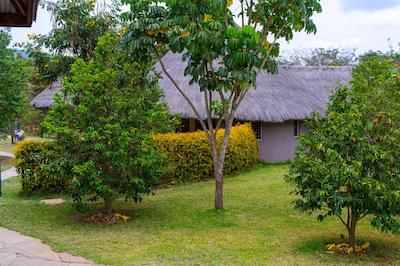 لوکنیا جتاو