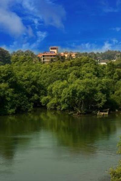 گلدن تولیپ گوا کاندولیم