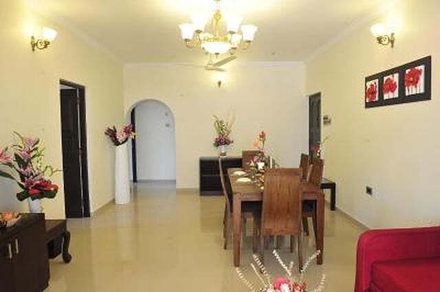 گلدن تولیپ گوا کاندولیم