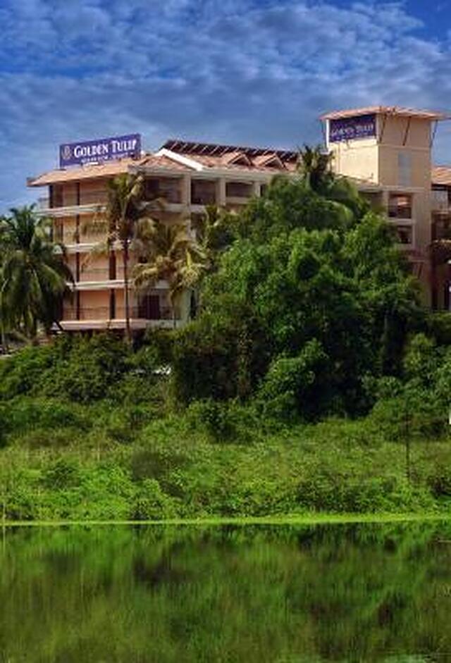 گلدن تولیپ گوا کاندولیم