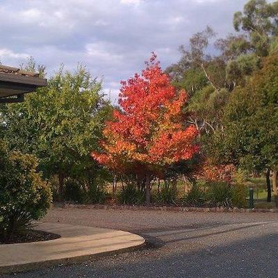 توموت والی متل