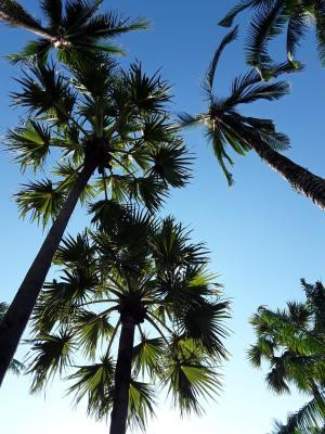 رویال فاوادی ویلیج