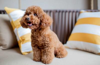 حیات ریجنسی چونمینگ