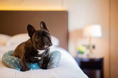 حیات ریجنسی چونمینگ