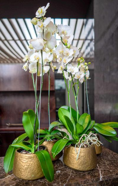 93 لوکسوری سویتز