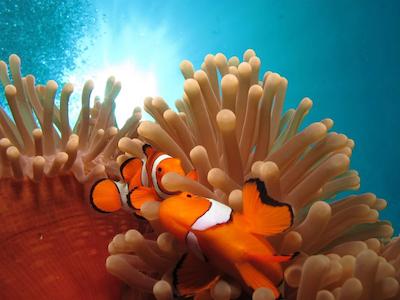 کرال تری این