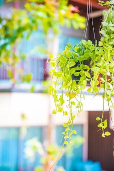 کریستال وایلد ریزورت پانوا پوکت