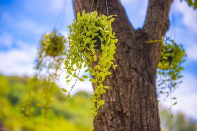 کریستال وایلد ریزورت پانوا پوکت