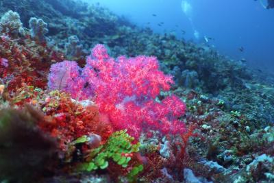 مالاهینی کودا باندوس ریزورت