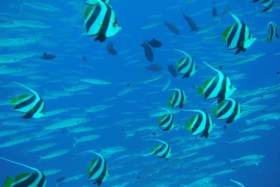 مالاهینی کودا باندوس ریزورت