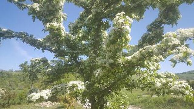 رسیدنزا دپکا سان جیرلامو