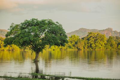 اما سیناتور