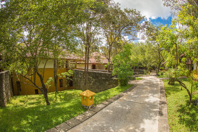 اما سیناتور