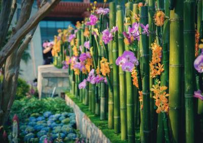 یانچی هتل منیجد بای کمپینسکی