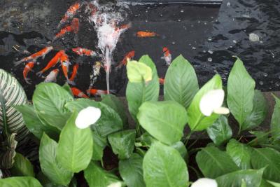 اویسا سویتز