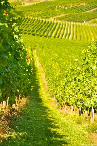 درینت هتل آلزی ورمز