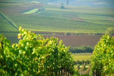 درینت هتل آلزی ورمز