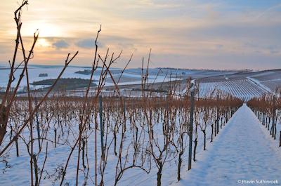 درینت هتل آلزی ورمز