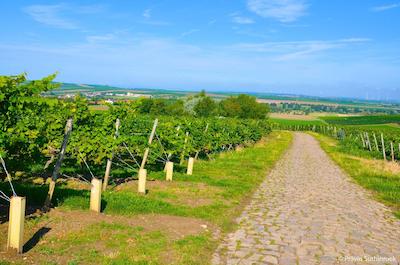 درینت هتل آلزی ورمز