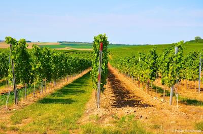 درینت هتل آلزی ورمز