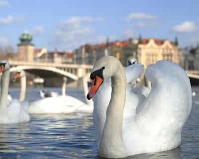 بست وسترن امدیا پراها