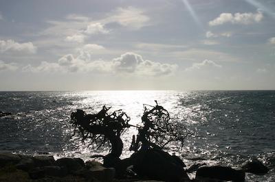 اروبیانا این