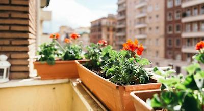 ارت این واتیکان