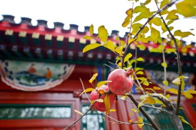 کورز ات پاویلونز