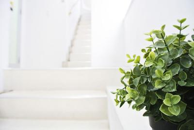 کاسا بلانکا گوست هوس