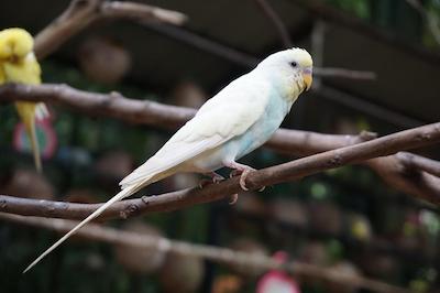 آلتیز هتل لانگکاوی