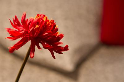 کاسا منتالبن اپارتامنتز