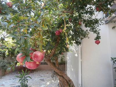 اپارتمنتز کردیز