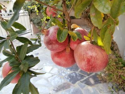 اپارتمنتز کردیز