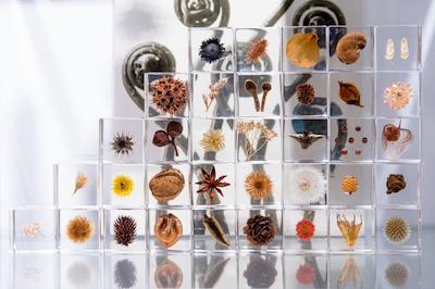 وساجینندکو